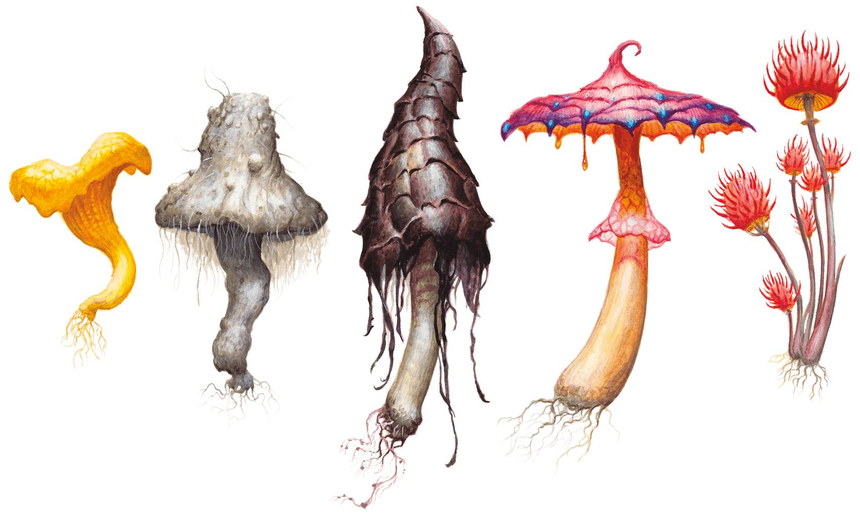 An assortment of fungi and plants