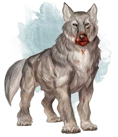 A gray wolf with a bloody mouth