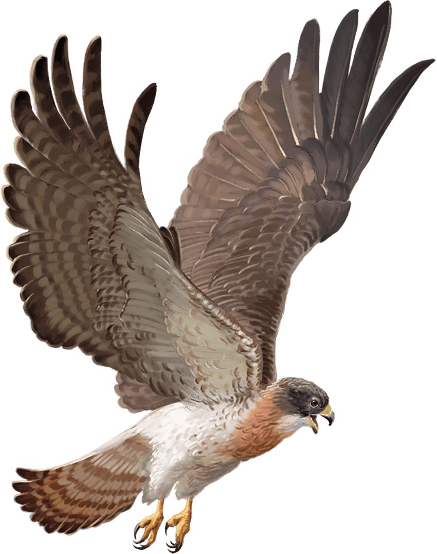 A hawk