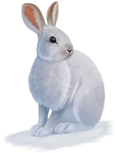 White-haired hare