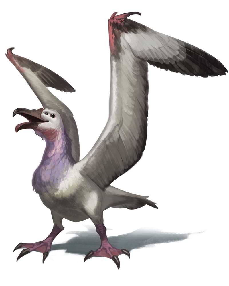 An alien albatross