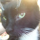MaryAnneKitten's avatar