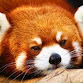 Mr_blue_panda's avatar