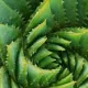 PlantXD's avatar