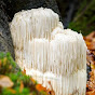 SirFungi_'s avatar