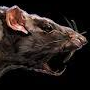 Rat_Totem's avatar