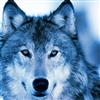 BlueSkyWolf09's avatar