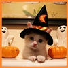 KittyofDeath's avatar