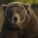DireWereTeddy's avatar