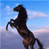 WildStallion67's avatar