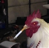 GWolf286's avatar