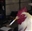 GWolf286's avatar