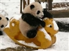 themadpanda's avatar