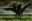 Dragonrider1961's avatar