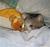 kittymizfitty's avatar