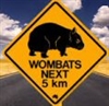 Onewombat's avatar