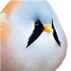 RotundBird's avatar