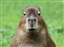 ArchmageCthulhu's avatar