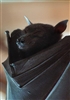 Bat2211's avatar