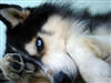 Faolen93's avatar