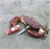 BrainDeadMemer's avatar