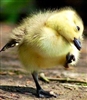 CheekiestDuck's avatar