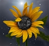 SilverPenInc's avatar