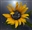 SilverPenInc's avatar