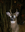Peaceably's avatar