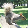 grysqrl's avatar