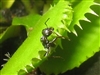 FunFungiGuy's avatar
