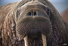 JoeltheWalrus's avatar