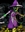 hgdetwiler's avatar