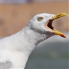 virgilvs's avatar