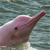 ThatOnePinkDolphin's avatar