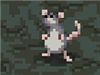 oniononion's avatar