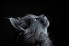 Coolcat477's avatar