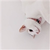 Sekhali's avatar