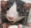 rats15's avatar