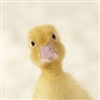 Slingdor's avatar