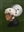 Pewish's avatar