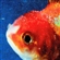 DragonLookCool's avatar