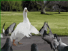 rowanlorio's avatar
