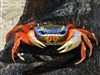 CrabShaman's avatar