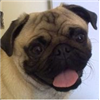 PugOfWar's avatar