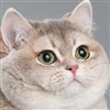 DM__Senpai's avatar