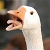 Mason9702's avatar