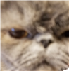 cat_blanket's avatar