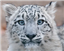 ArgentTheWise's avatar