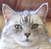Minajustiza's avatar